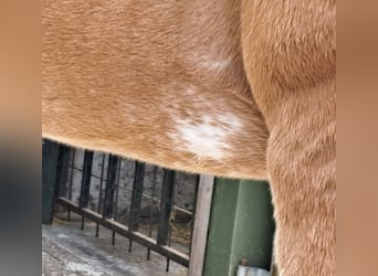 Paint Horse, Semental, Potro (05/2023), 162 cm, Overo-todas las-capas