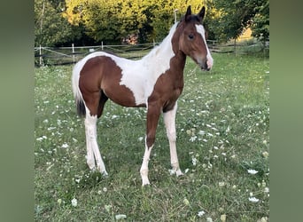 Paint Horse, Semental, Potro (05/2025), Tobiano-todas las-capas