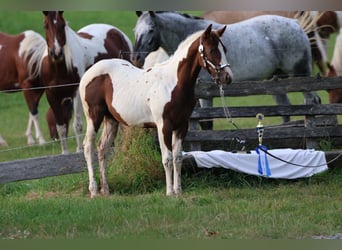 Paint Horse, Semental, Potro (04/2024), Tobiano-todas las-capas