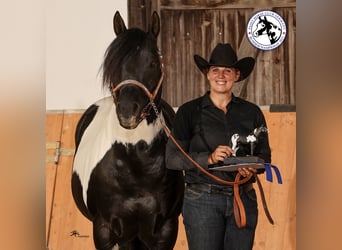 Paint Horse, Semental, 12 años, 154 cm, Tobiano-todas las-capas