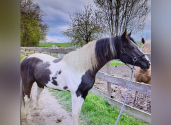 Paint Horse, Semental, 4 años, 152 cm, Tobiano-todas las-capas