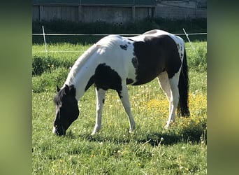 Paint Horse, Stallion, 15 years, 14.2 hh, Tobiano-all-colors