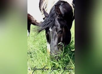 Paint Horse, Stallion, 15 years, 15 hh, Tobiano-all-colors