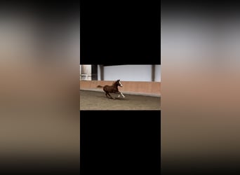 Paint Horse, Stallion, 1 year, 12.2 hh, Chestnut-Red