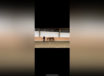 Paint Horse, Stallion, 1 year, 12.2 hh, Chestnut-Red