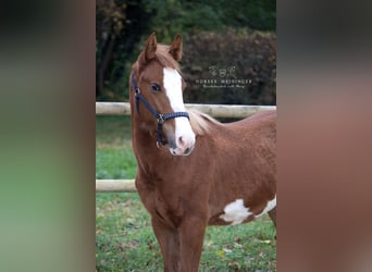 Paint Horse, Stallion, 1 year, 12.2 hh, Chestnut-Red