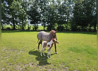 Paint Horse Mix, Stallion, 1 year, 13,2 hh, Tobiano-all-colors
