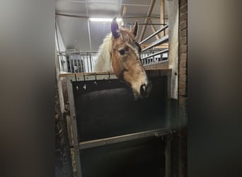 Paint Horse Mix, Stallion, 1 year, 13,2 hh, Tobiano-all-colors