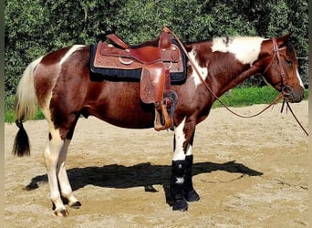 Paint Horse, Stallion, 1 year, 14.2 hh, Bay-Dark