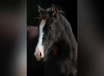 Paint Horse, Stallion, 1 year, 14.2 hh, Black