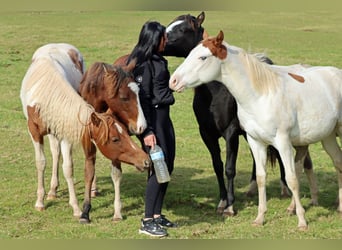 Paint Horse, Stallion, 1 year, 14.2 hh, Black