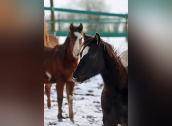 Paint Horse, Stallion, 1 year, 14,2 hh, Black