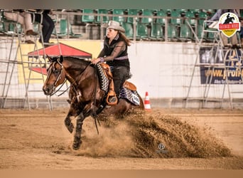 Paint Horse, Stallion, 1 year, 14,2 hh, Brown