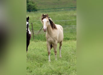 Paint Horse, Stallion, 1 year, 14,2 hh, Champagne