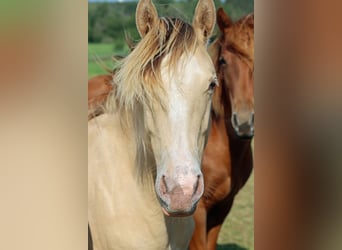 Paint Horse, Stallion, 1 year, 14,2 hh, Champagne