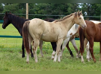 Paint Horse, Stallion, 1 year, 14,2 hh, Champagne