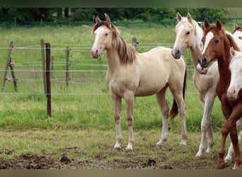 Paint Horse, Stallion, 1 year, 14,2 hh, Champagne