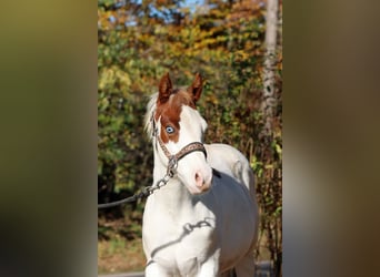 Paint Horse, Stallion, 1 year, 14,2 hh, Overo-all-colors