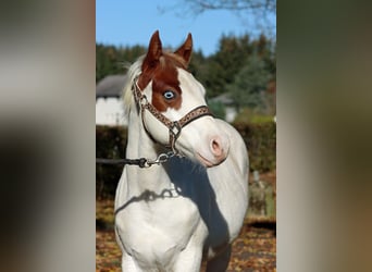 Paint Horse, Stallion, 1 year, 14,2 hh, Overo-all-colors