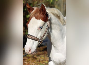 Paint Horse, Stallion, 1 year, 14,2 hh, Overo-all-colors