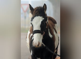 Paint Horse, Stallion, 1 year, 14,2 hh, Overo-all-colors