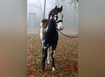 Paint Horse, Stallion, 1 year, 14,2 hh, Overo-all-colors