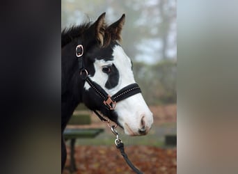 Paint Horse, Stallion, 1 year, 14,2 hh, Overo-all-colors