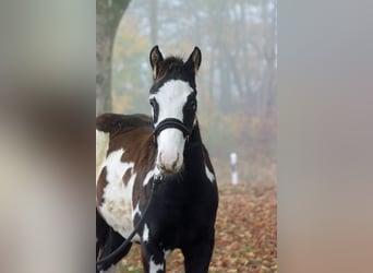 Paint Horse, Stallion, 1 year, 14,2 hh, Overo-all-colors