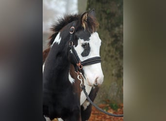 Paint Horse, Stallion, 1 year, 14,2 hh, Overo-all-colors