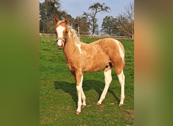 Paint Horse, Stallion, 1 year, 14,2 hh, Palomino