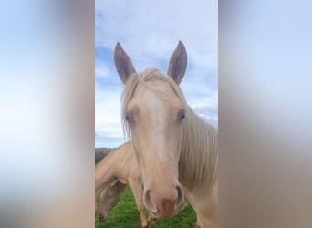 Paint Horse, Hengst, 1 Jahr, 14,2 hh, Palomino