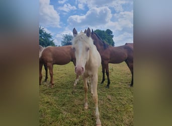 Paint Horse, Hengst, 1 Jahr, 14,2 hh, Palomino