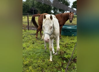 Paint Horse, Stallion, 1 year, 14,2 hh, Perlino