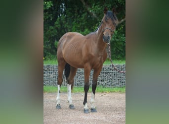 Paint Horse, Stallion, 1 year, 14.2 hh, Pinto