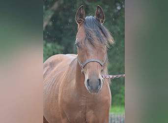 Paint Horse, Stallion, 1 year, 14.2 hh, Pinto