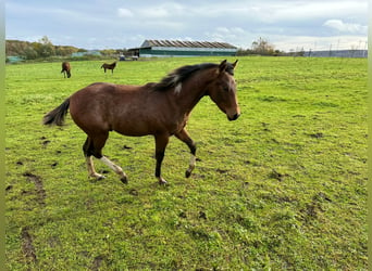Paint Horse, Stallion, 1 year, 14.2 hh, Pinto