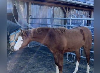 Paint Horse, Stallion, 1 year, 14,2 hh, Red Dun