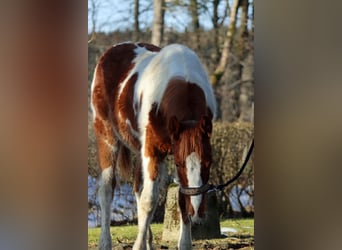 Paint Horse, Stallion, 1 year, 14,2 hh, Tobiano-all-colors