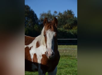 Paint Horse, Stallion, 1 year, 14.2 hh, Tobiano-all-colors