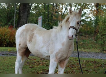 Paint Horse, Stallion, 1 year, 14.2 hh, Tobiano-all-colors