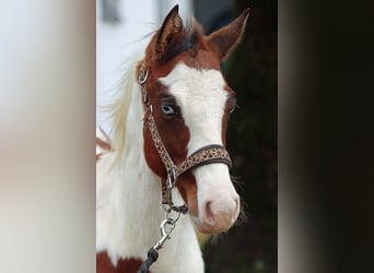 Paint Horse, Stallion, 1 year, 14.2 hh, Tovero-all-colors