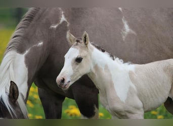 Paint Horse, Stallion, 1 year, 14.2 hh