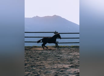 Paint Horse, Stallion, 1 year, 14,3 hh, Brown