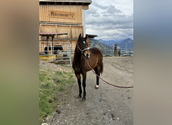 Paint Horse, Stallion, 1 year, 14,3 hh, Brown