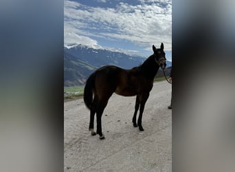 Paint Horse, Stallion, 1 year, 14,3 hh, Brown