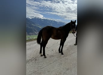 Paint Horse, Stallion, 1 year, 14,3 hh, Brown