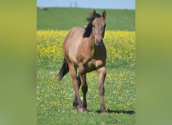 Paint Horse, Stallion, 1 year, 14.3 hh, Dun