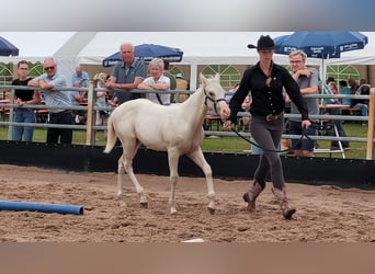 Paint Horse, Stallion, 1 year, 14,3 hh, Palomino