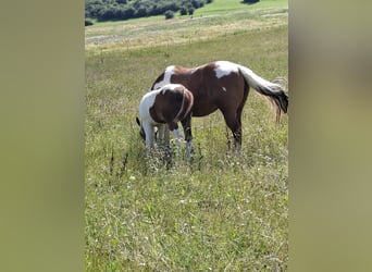 Paint Horse, Stallion, 1 year, 14,3 hh, Pinto