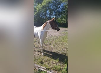 Paint Horse, Stallion, 1 year, 14.3 hh, Pinto